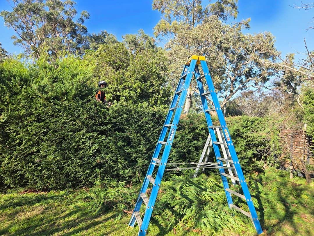 Tall hedge being trimmed from a ladder in Belgrave Heights