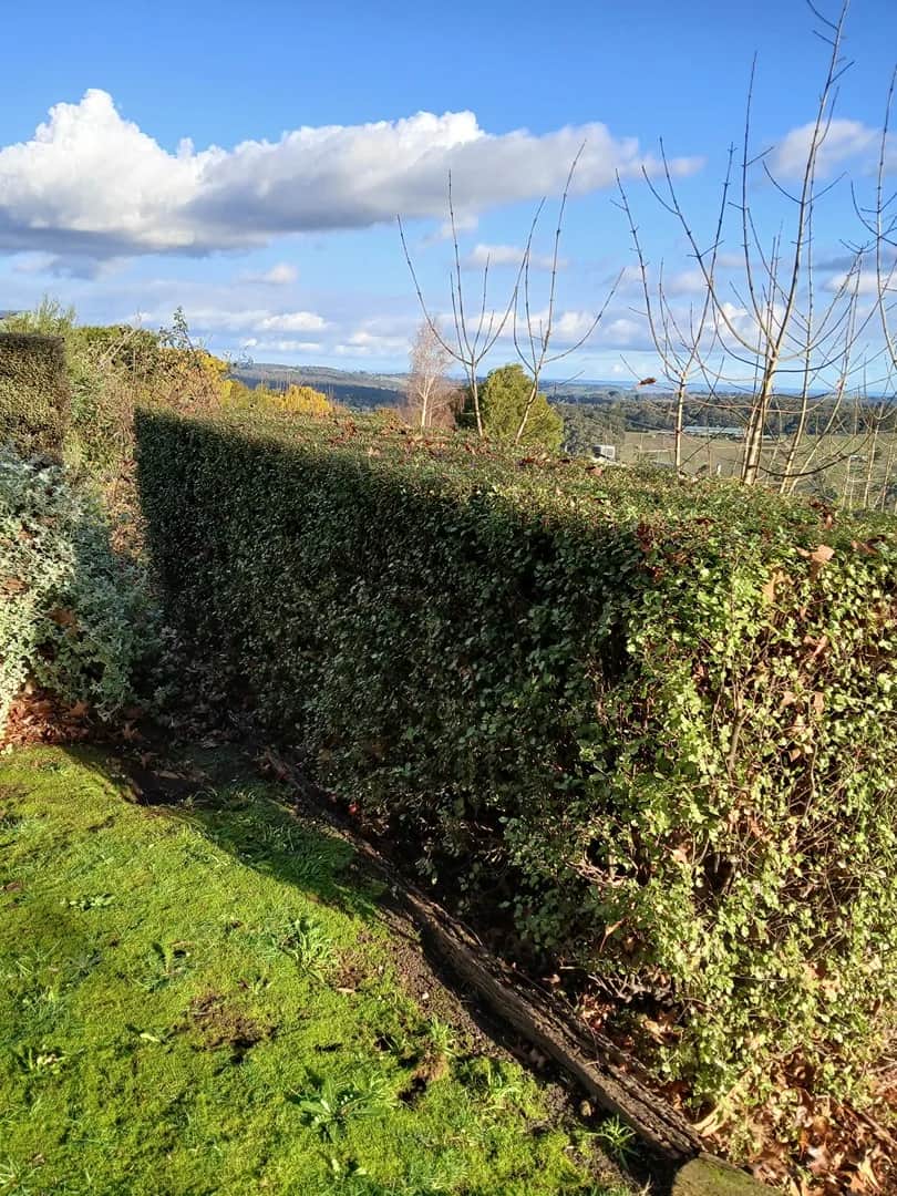 Maintained garden after a Terra Maintenance visit in Emerald