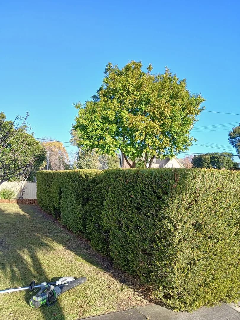 Maintained garden after a Terra Maintenance visit in Dandenong