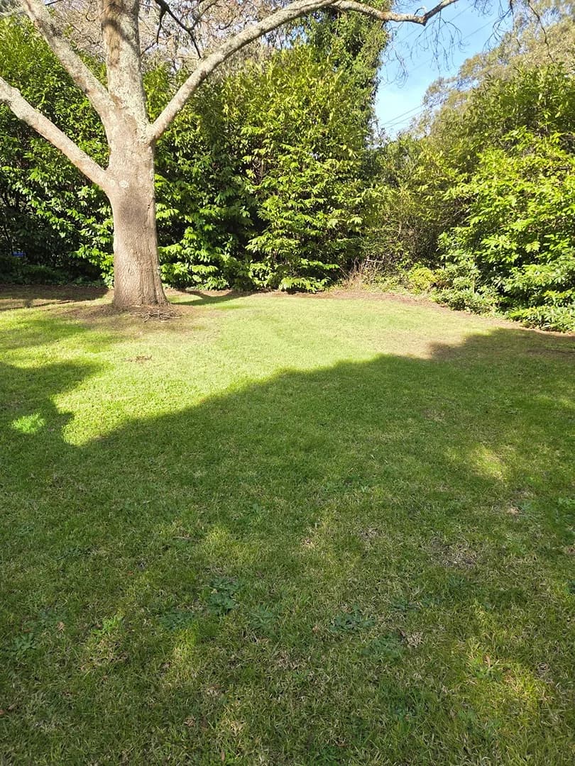 Freshly mown lawn after a Terra Maintenance visit in Emerald