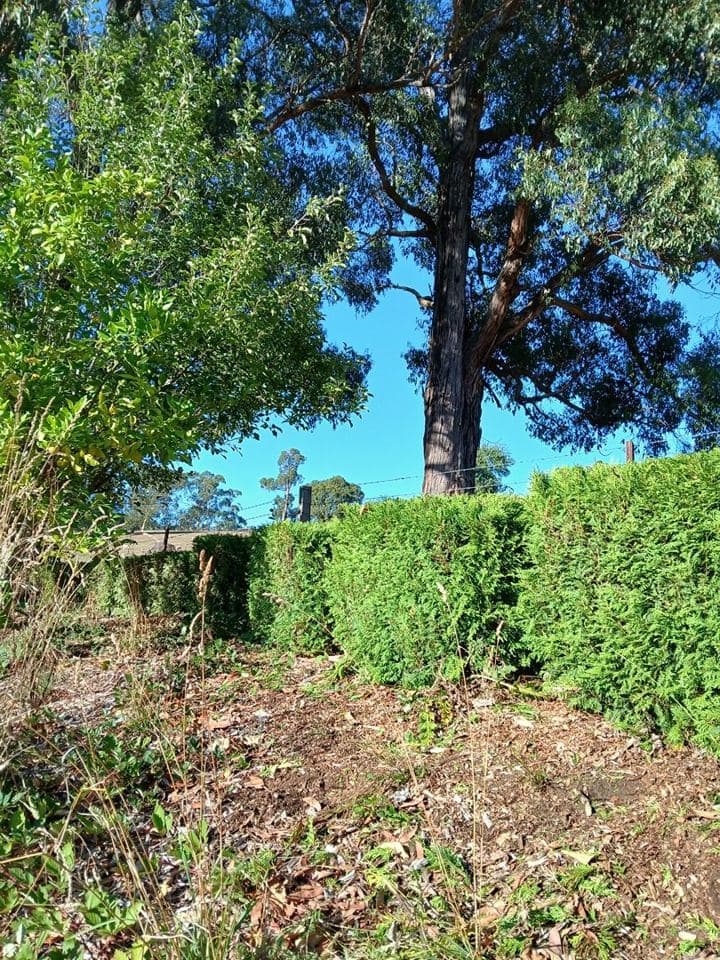 Trimmed hedge after a Terra Maintenance visit in Cockatoo