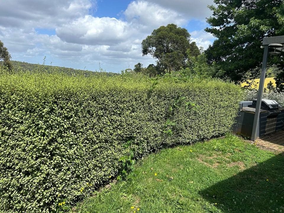 Trimmed hedge after a Terra Maintenance visit in Emerald