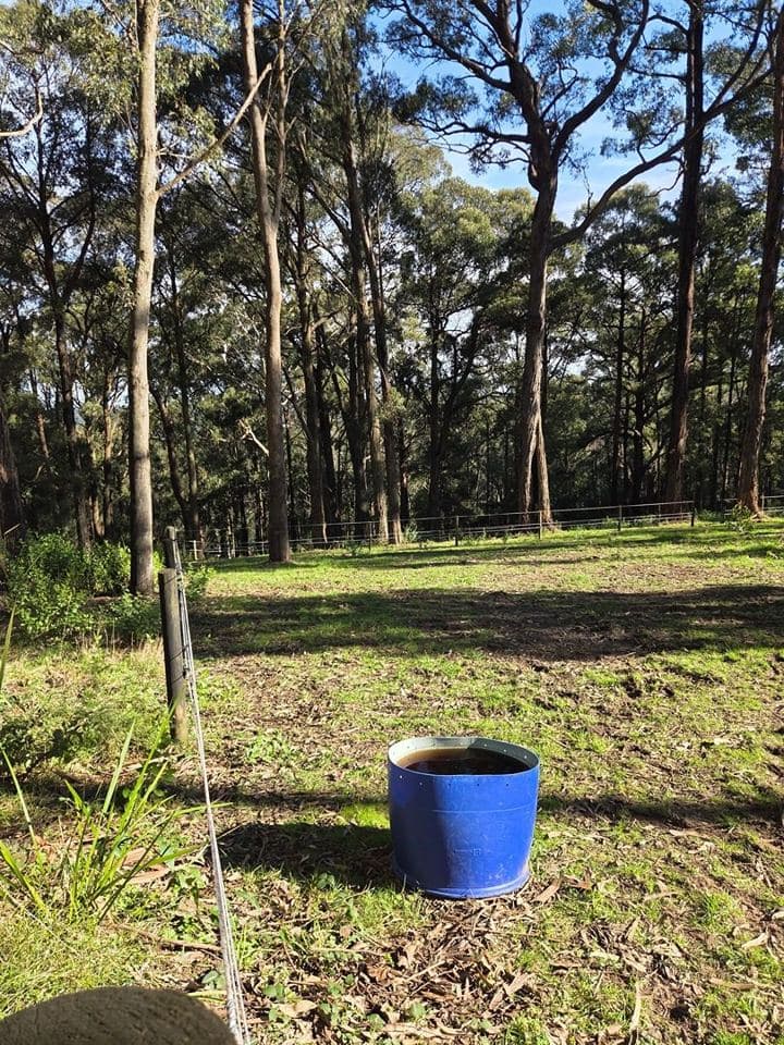 Maintained garden after a Terra Maintenance visit in Emerald