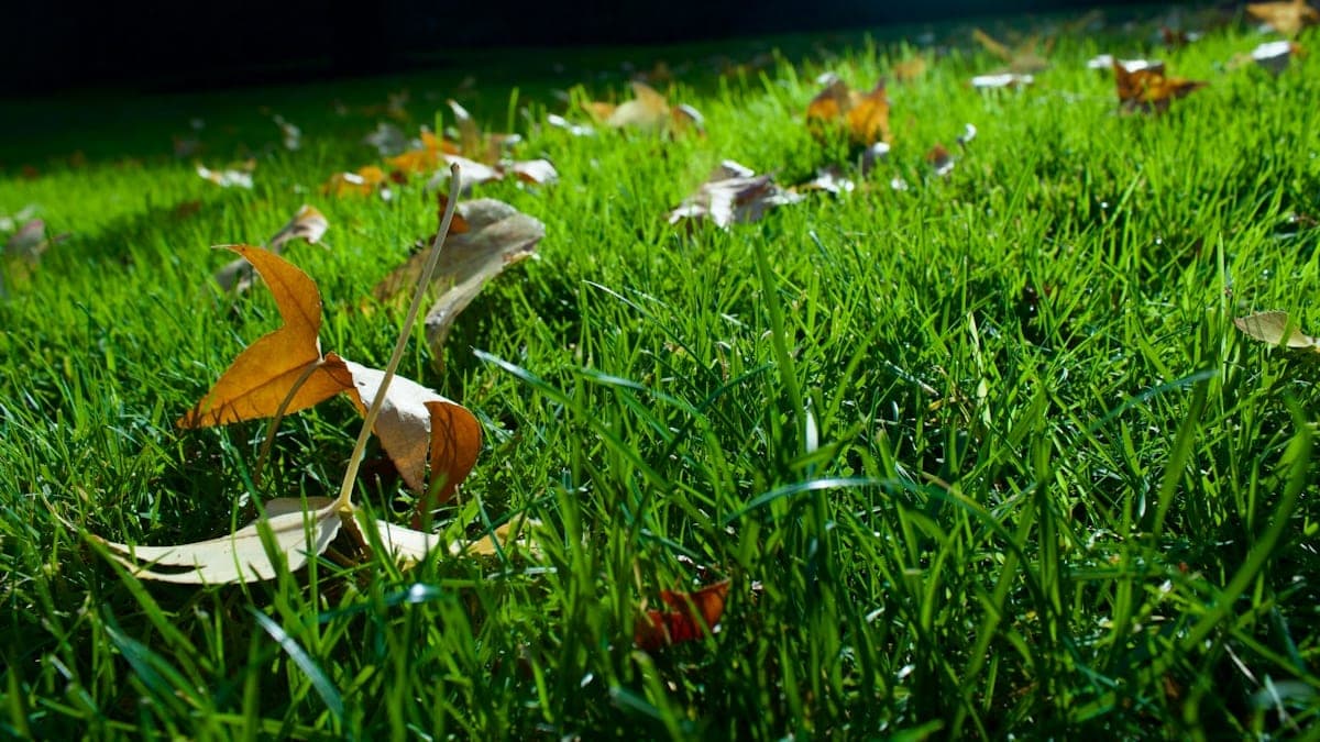 Autumn Leaf Clean-Up in Melbourne's South-East: Narre Warren, Berwick & Beyond