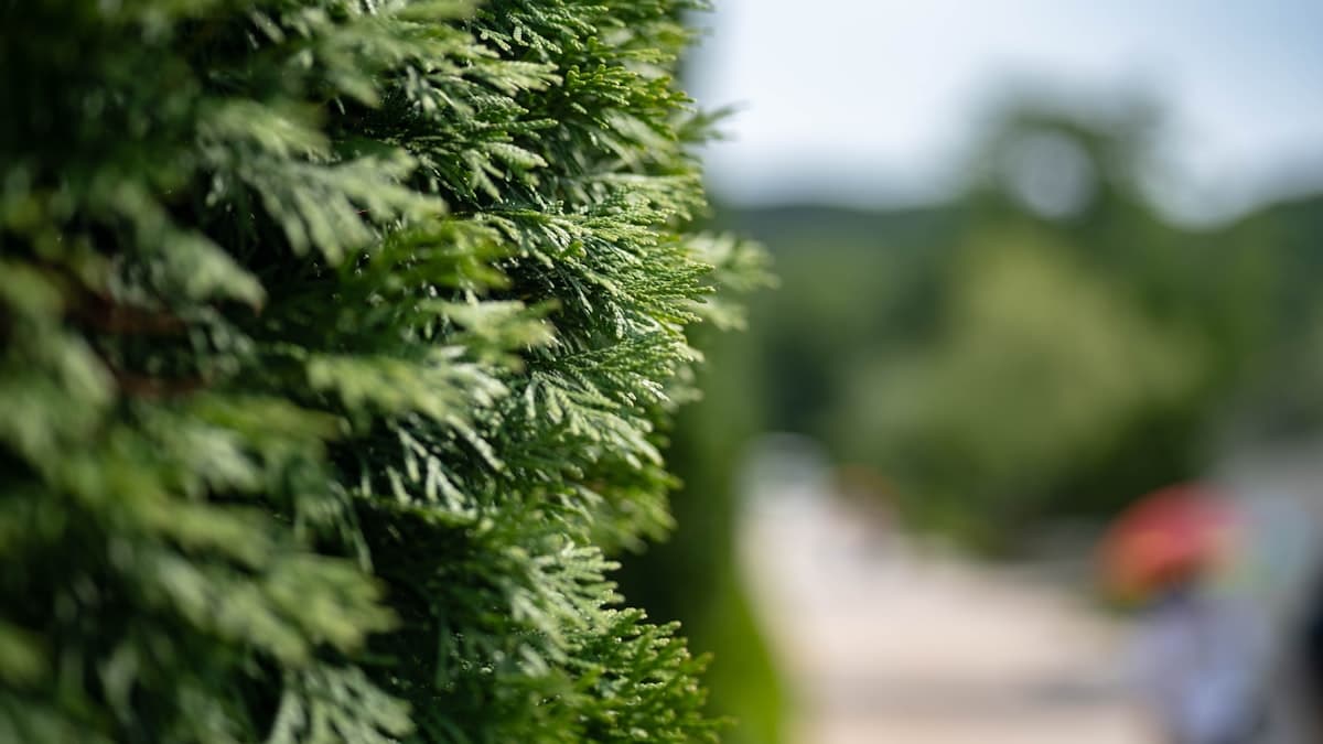 Keep Your Melbourne Hedges Healthy & Beautiful: Trimming Tips