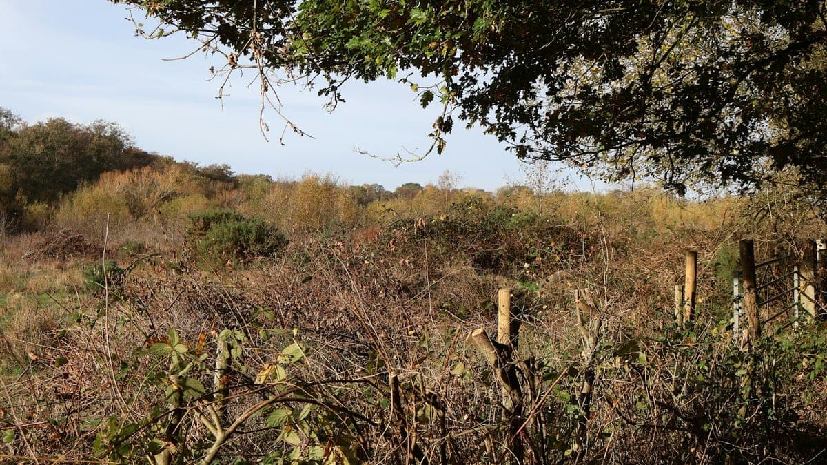 Land Clearing in the Dandenong Ranges: What Property Owners Need to Know