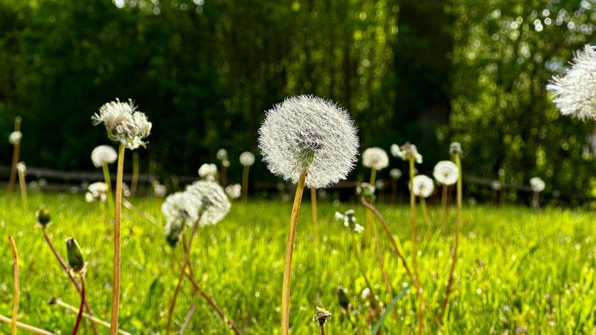 Lawn Weed Control in Melbourne: How to Get Rid of Weeds Without Killing Your Grass