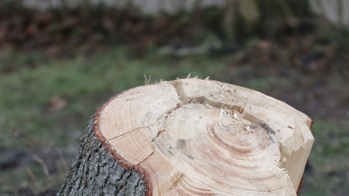 Stump Grinding Explained: When and Why to Remove Tree Stumps