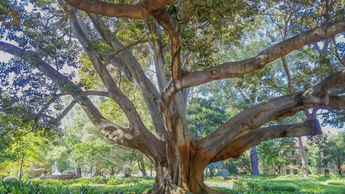 Tree Maintenance Services in Melbourne: What Every Property Owner Should Know