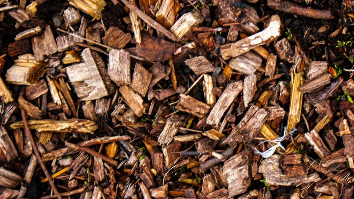 Tree Mulching Services in Melbourne: Everything You Need to Know