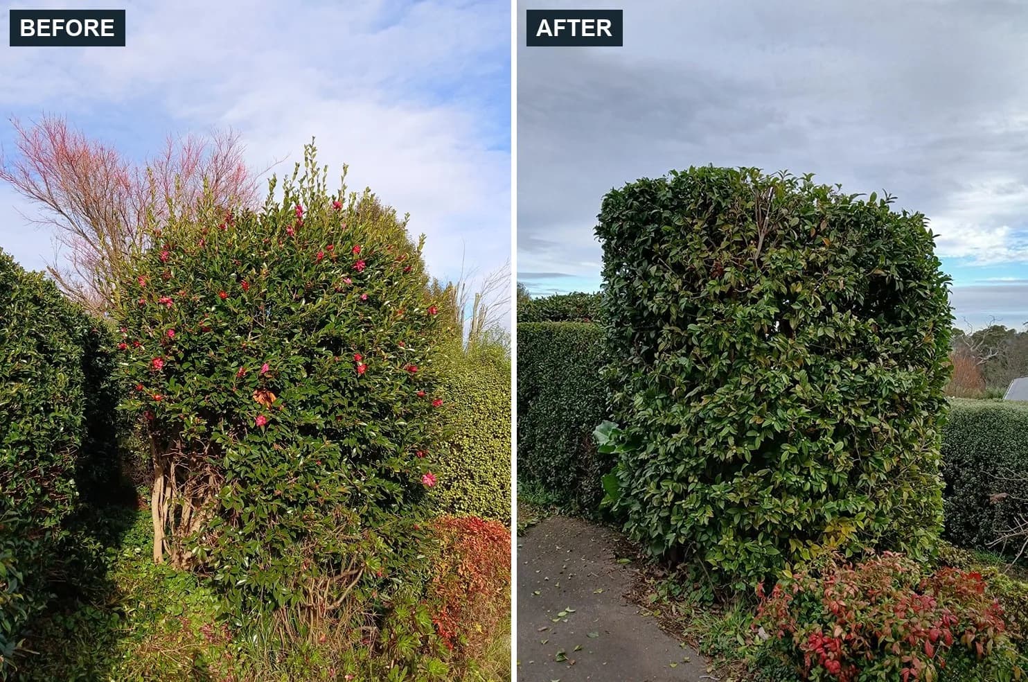 Before and after hedge trimming in Gembrook by Terra Maintenance