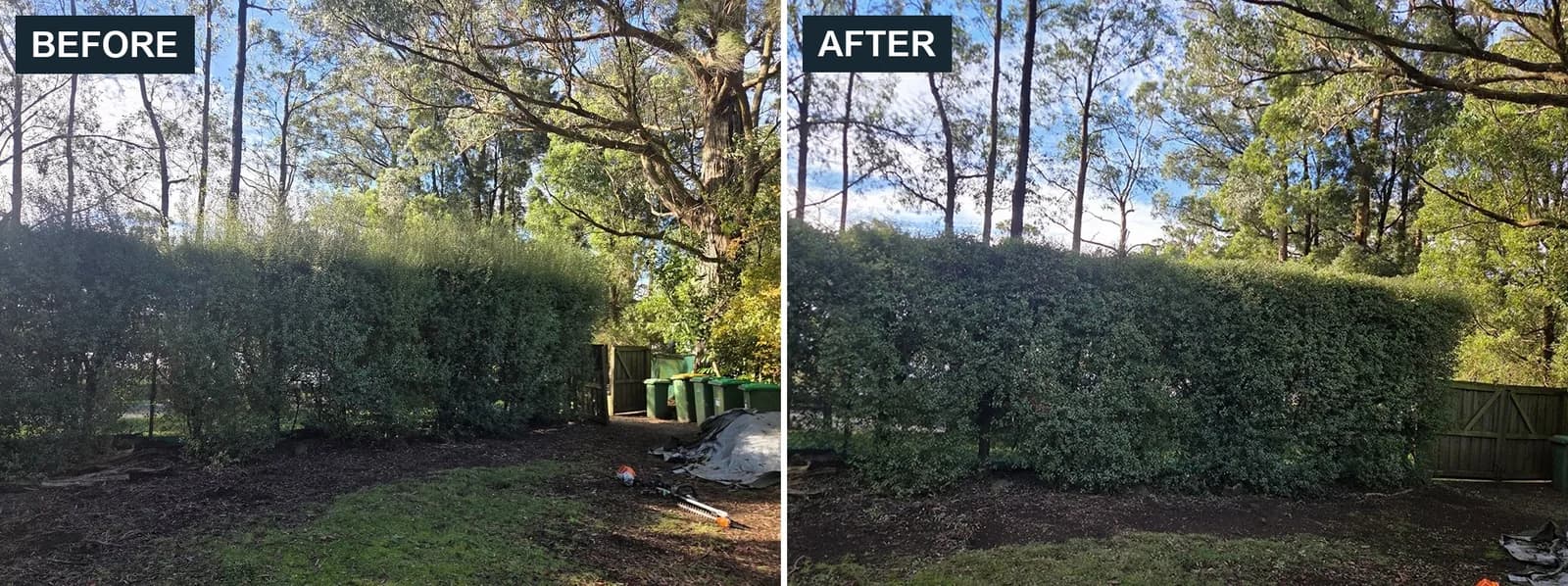 Before and after hedge trimming in Emerald by Terra Maintenance