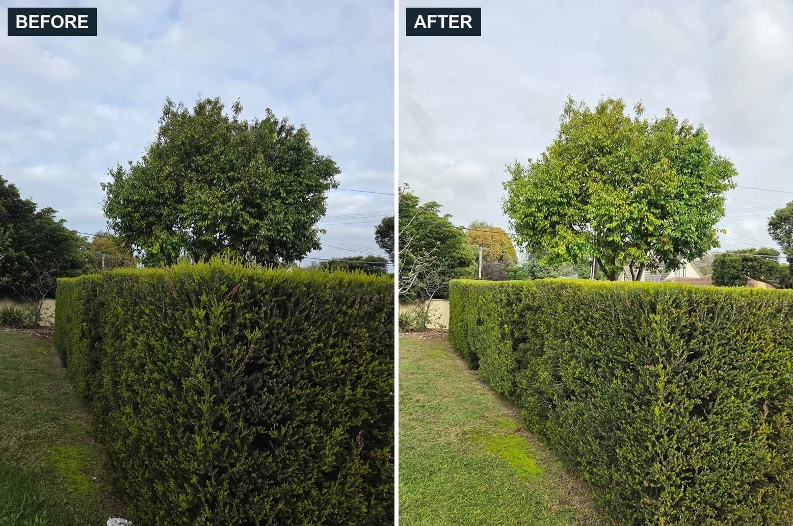 Before and after hedge trimming in Dandenong by Terra Maintenance