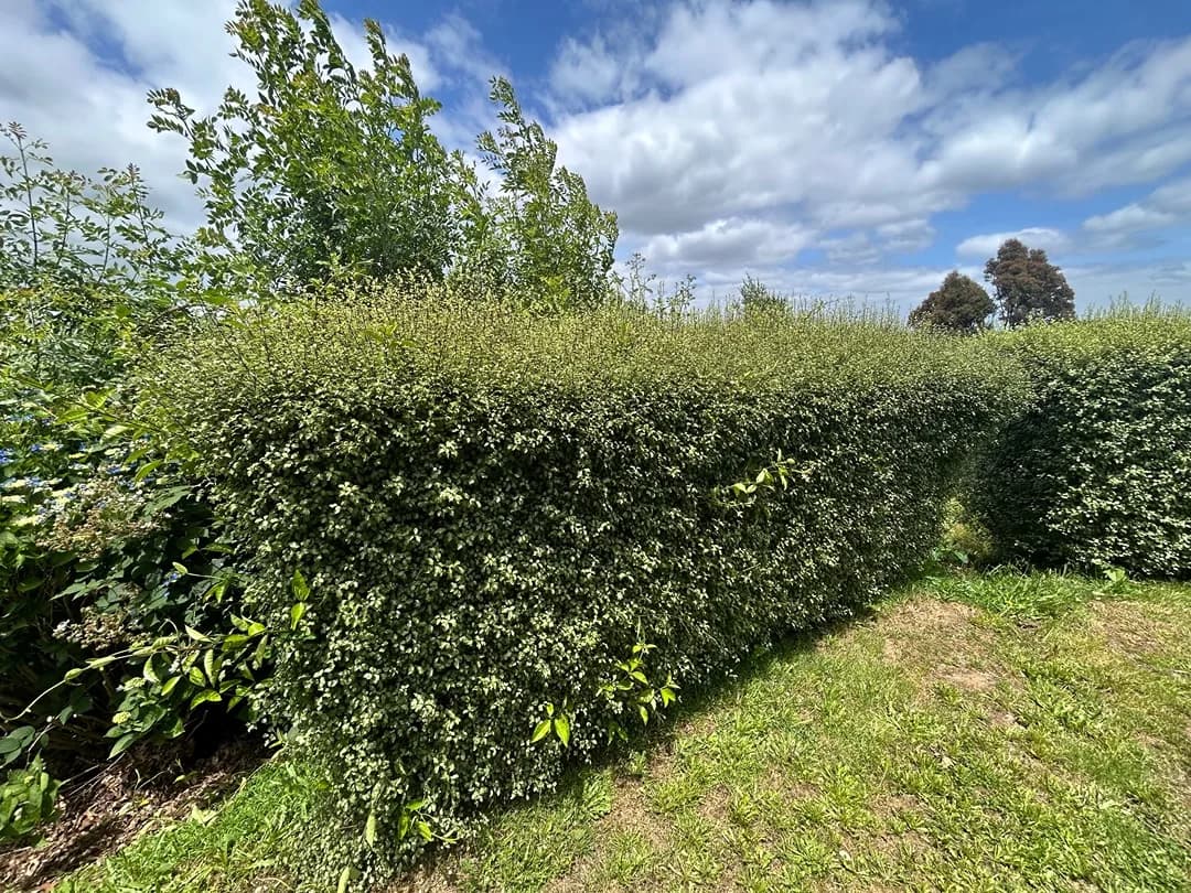 Trimmed hedge after a Terra Maintenance visit in Emerald