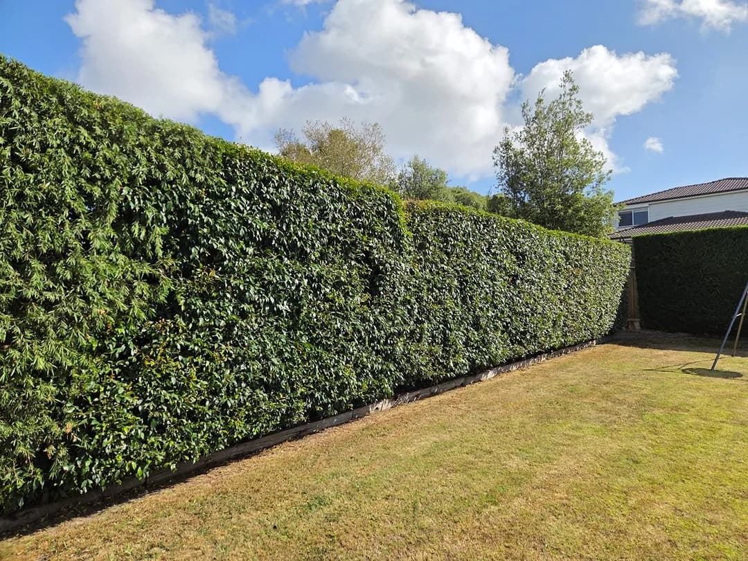Trimmed hedge after a Terra Maintenance visit in Beaconsfield