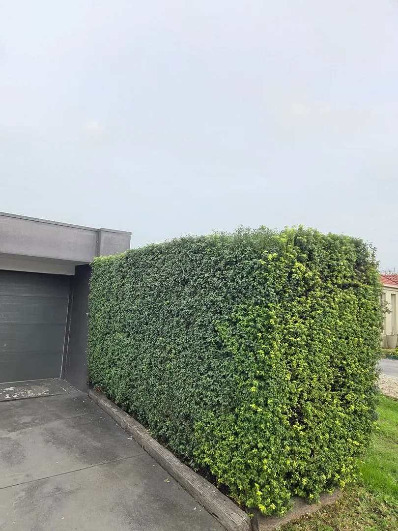 Trimmed hedge after a Terra Maintenance visit in Pakenham