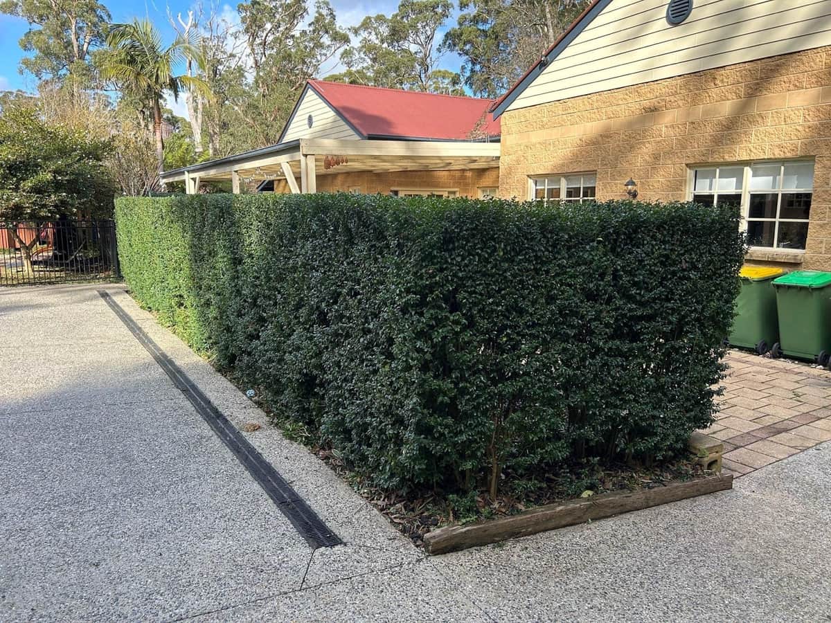 Formal hedge line trimmed to a clean profile on a Melbourne south-east property