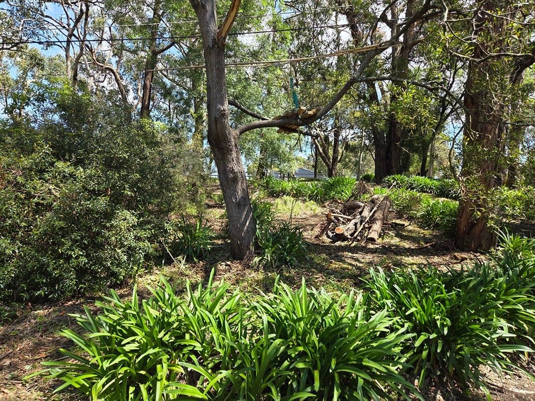 Overgrown hillside cleared and tidied in Menzies Creek