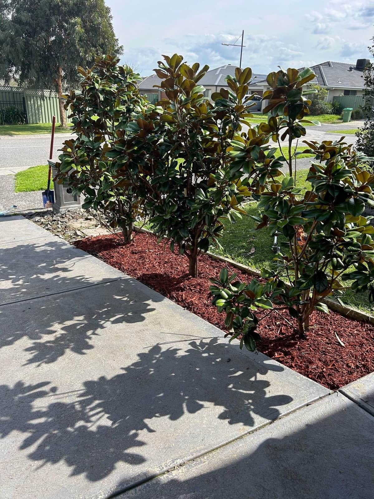 Garden bed of established magnolias freshly topped with mulch along a suburban driveway