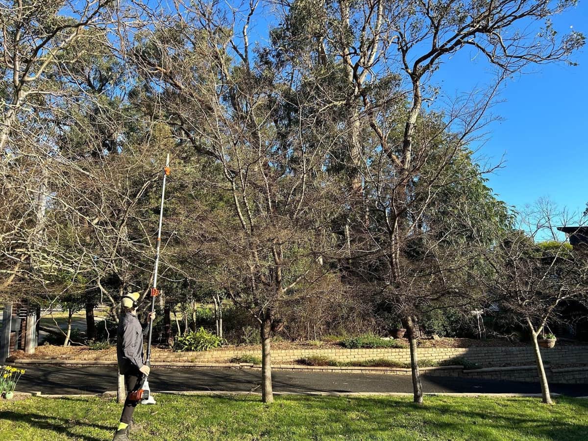 Terra Maintenance contractor working under the mixed eucalypt and deciduous canopy that fills gutters on Dandenong Ranges properties