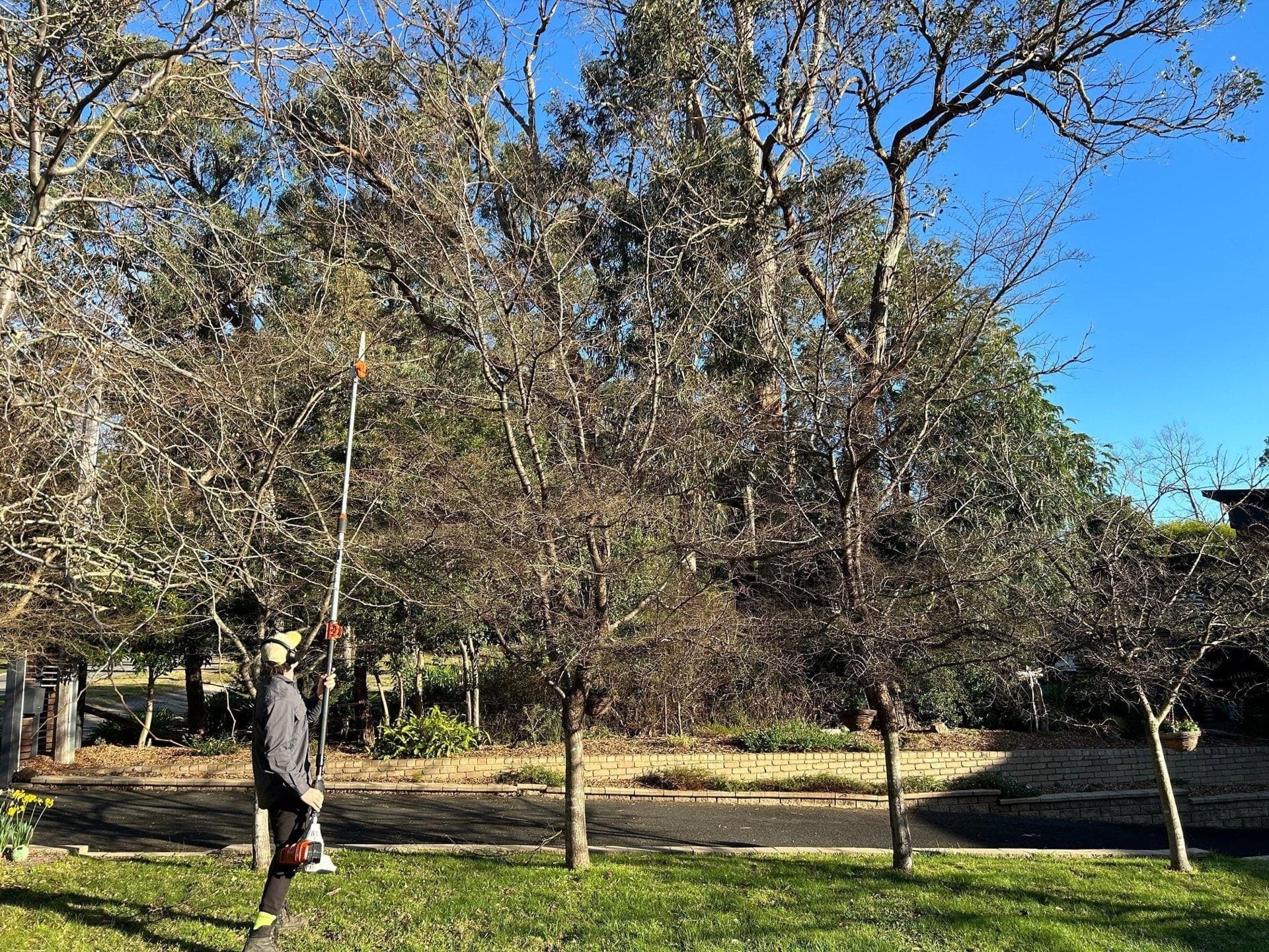 Dormant deciduous tree being pruned for structure during a Melbourne winter