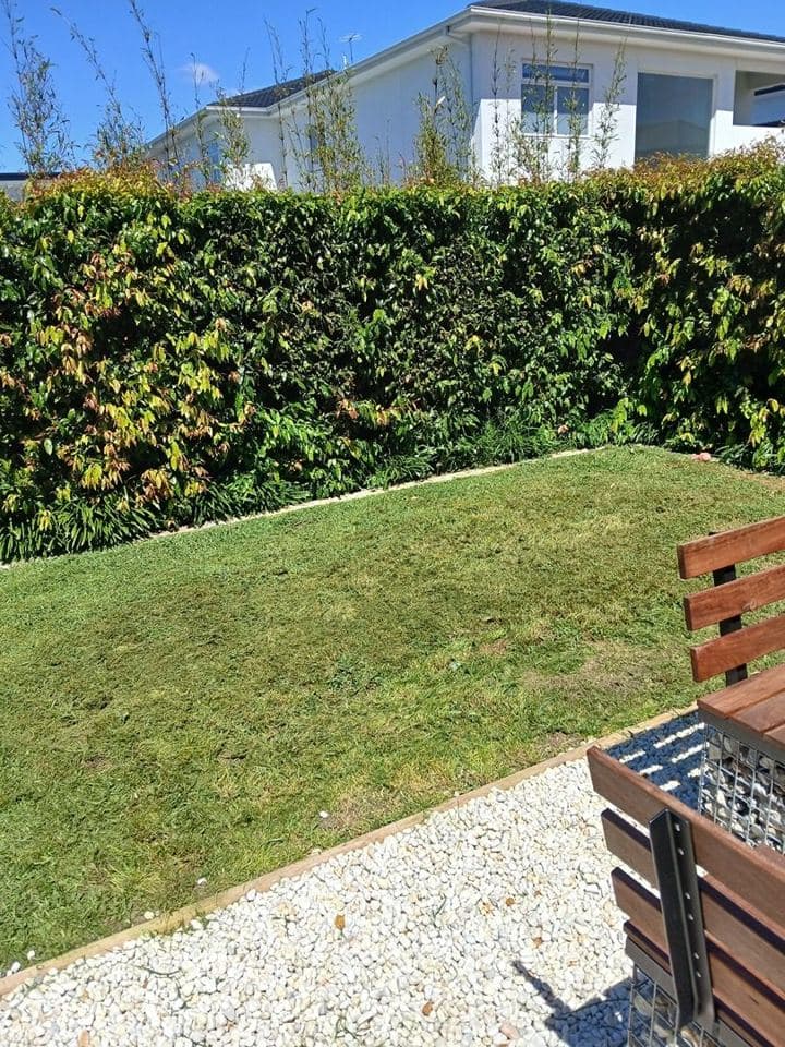 Trimmed hedge after a Terra Maintenance visit in Berwick