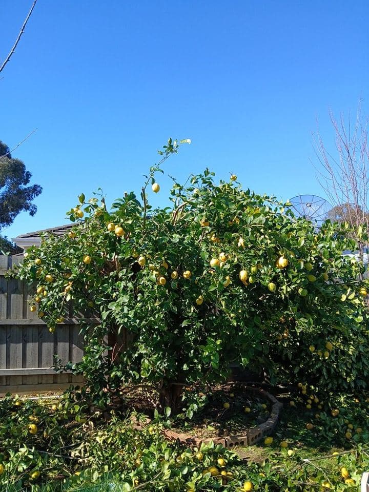 Weeded and mulched garden bed after a Terra Maintenance visit in Narre Warren