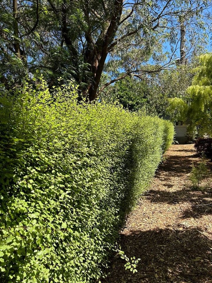 Cleared and tidied property after a Terra Maintenance visit in Tecoma