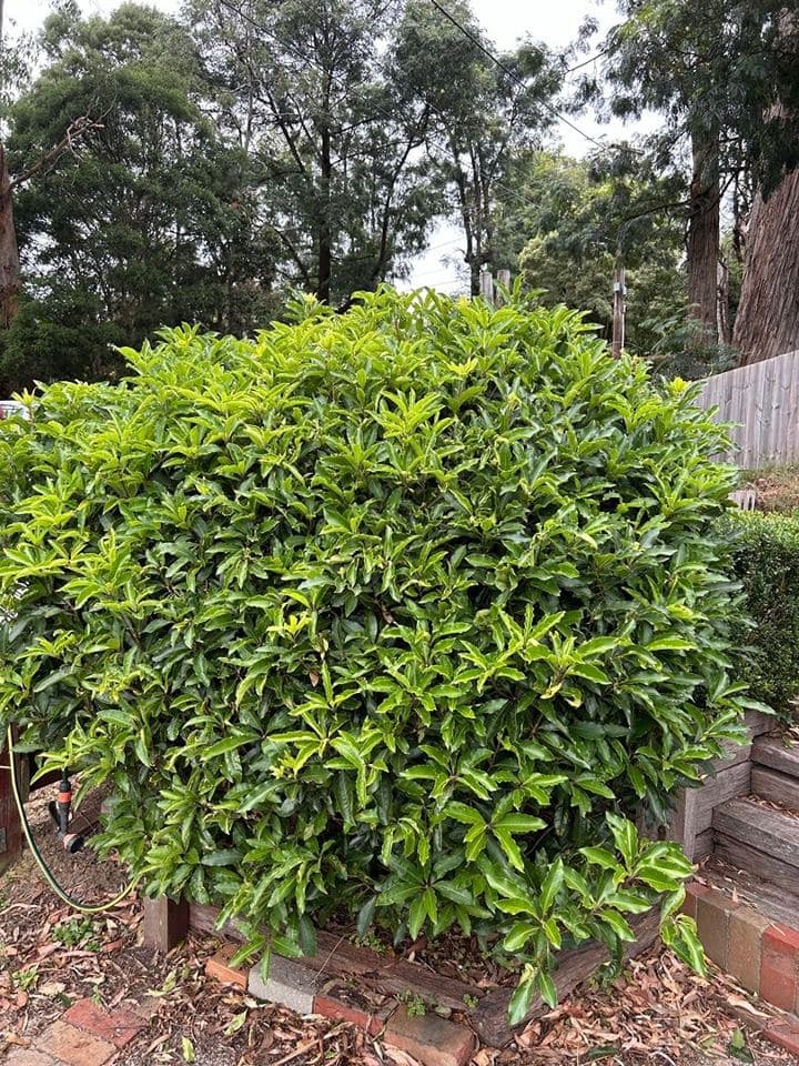 Trimmed hedge after a Terra Maintenance visit in Tecoma