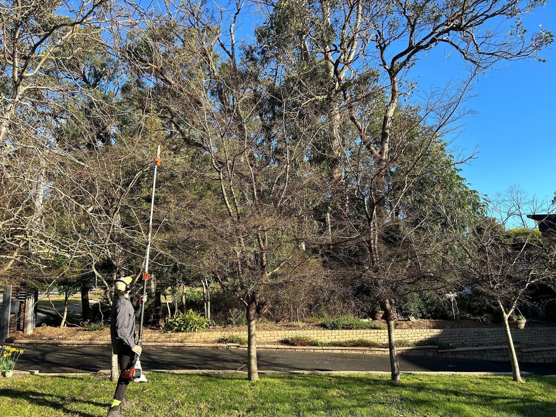 Tree Removal & Arborist Services Melbourne | Terra